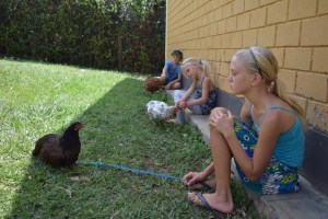 My haole mazungu kids walking and talking to their chickens.